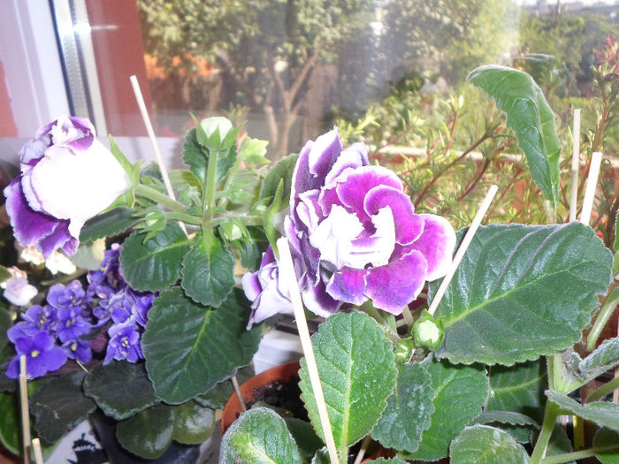 mmmm 162 - Florile mele