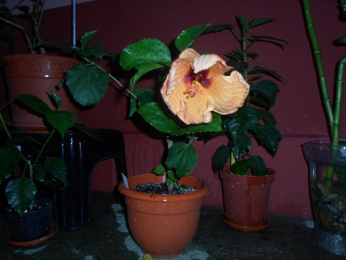 mmmm 176 - Florile mele