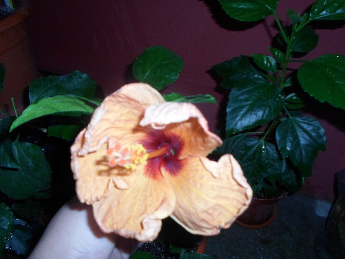 mmmm 178 - Florile mele