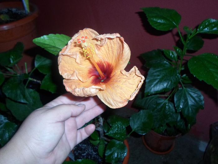 mmmm 179 - Florile mele