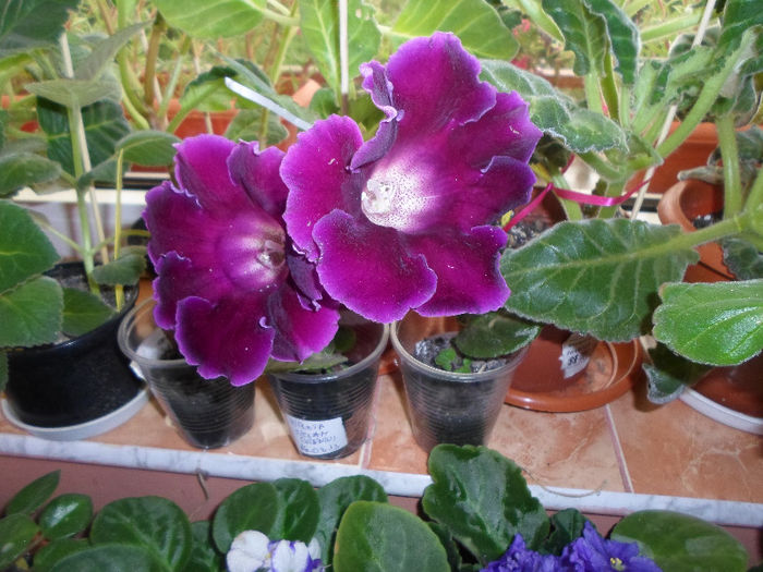 mmmm 230 - Florile mele