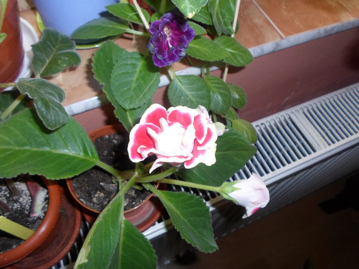 mmmm 232 - Florile mele