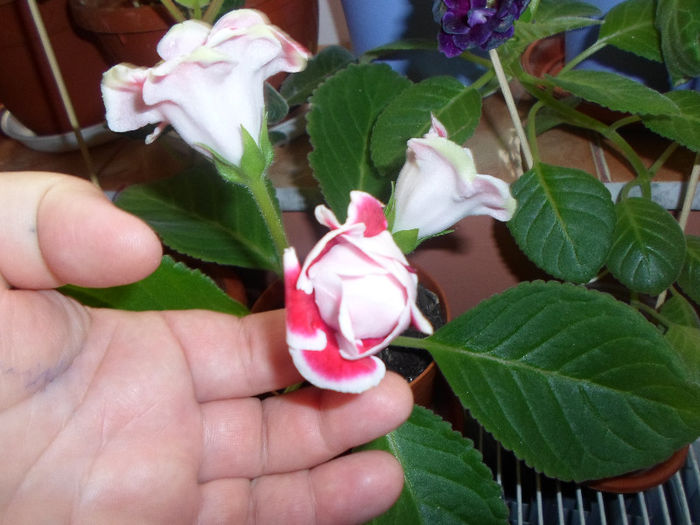 mmmm 233 - Florile mele