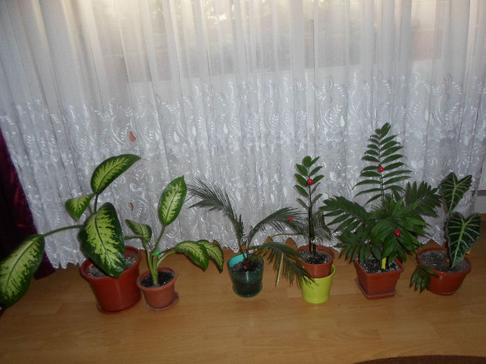 mmmm 242 - Florile mele