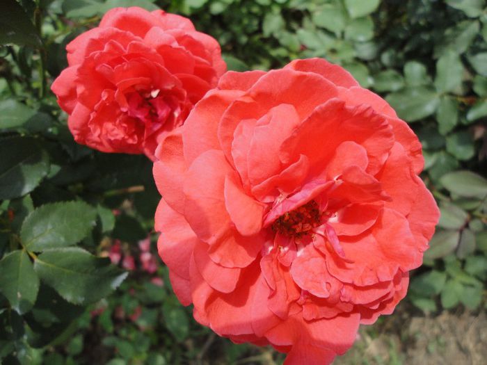 DSC07663 - Orange Sunblaze