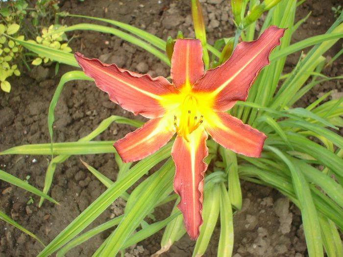 hemerocallis