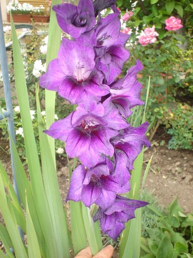 gladiola