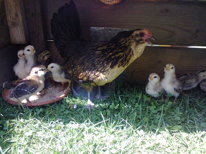 pui cu closca pitica barboasa; pui pitici de 3 saptamani
