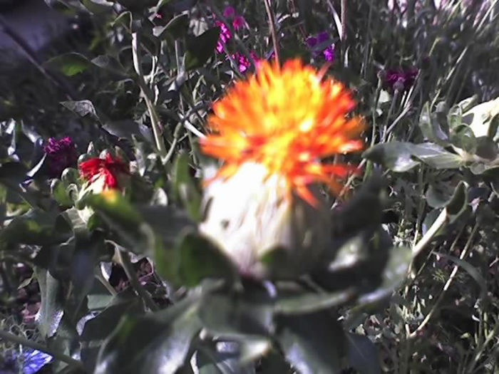08-07-13_sofranel