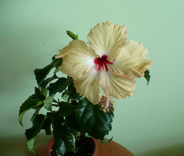 P1460007 - hibiscus deosebit Fort de France