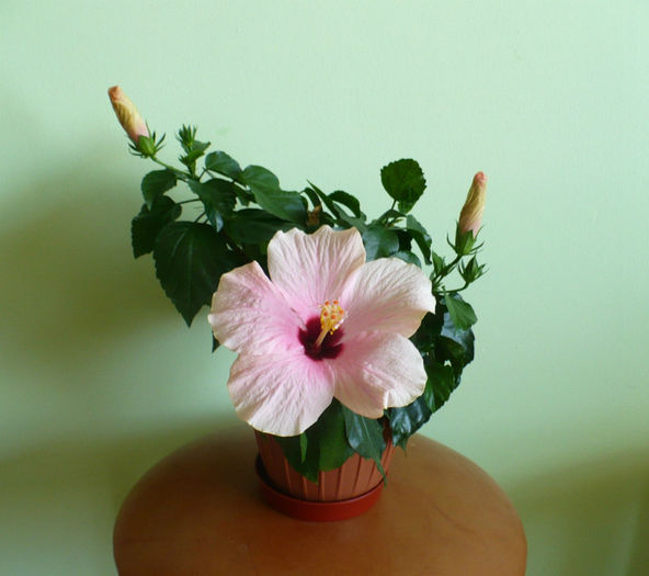P1460030 - hibiscusi 2013