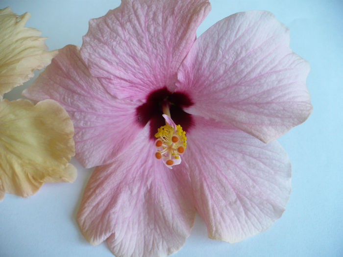 P1460041 - hibiscusi 2013