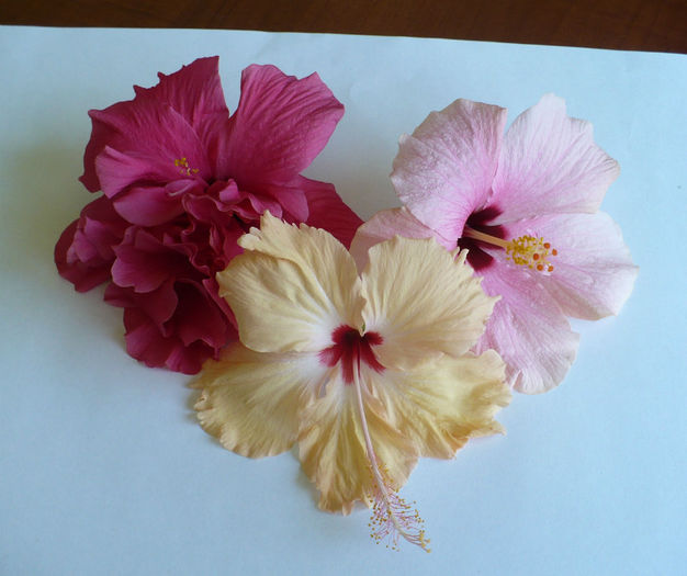 P1460043 - hibiscusi 2013