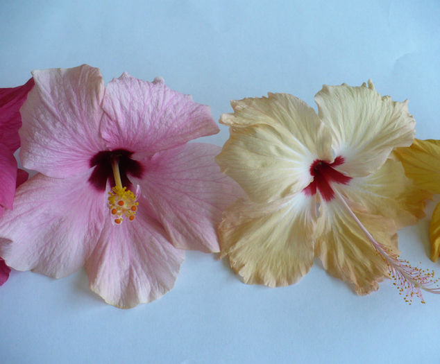 P1460055 - hibiscusi 2013