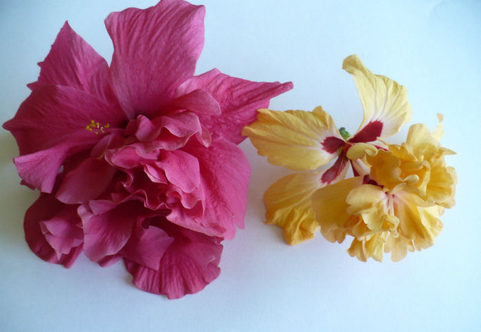 P1460060 - hibiscusi 2013