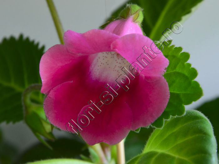 Sinningia Slipper Pink - parfumat - GLOXINIA _ SINNINGIA
