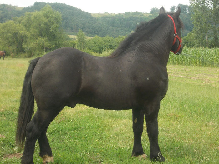DSCN1971 - caii lui Nicu de la Marghita 2013