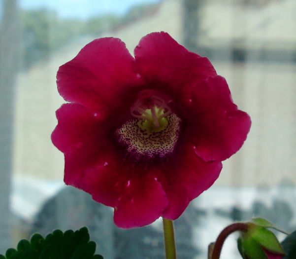 Slipper aproape rosu - Gloxinii