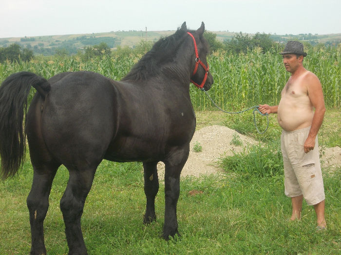 DSCN1976 - caii lui Nicu de la Marghita 2013