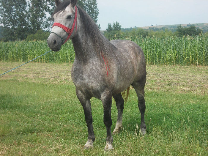 DSCN2004 - caii lui Nicu de la Marghita 2013
