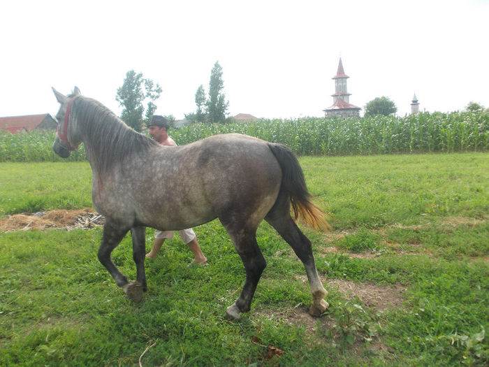 DSCN2016 - caii lui Nicu de la Marghita 2013