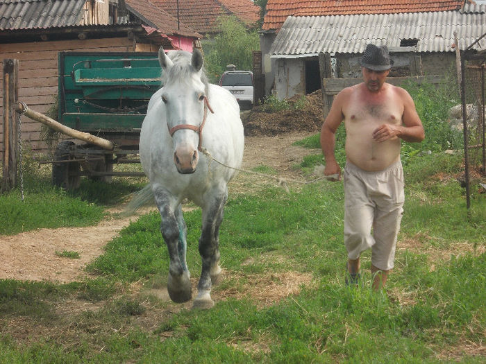 DSCN2023 - caii lui Nicu de la Marghita 2013