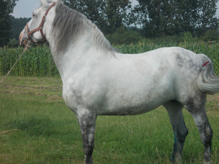 DSCN2028 - caii lui Nicu de la Marghita 2013