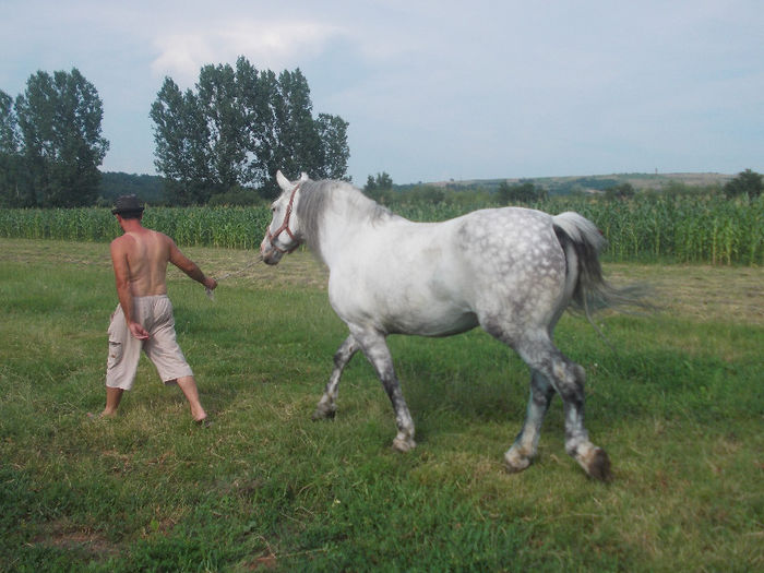 DSCN2034 - caii lui Nicu de la Marghita 2013