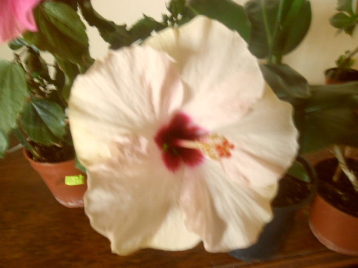 Stolen Kiss - Hibiscus 2013-2