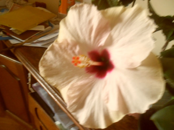 Stolen Kiss - Hibiscus 2013-2