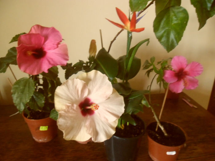 hibiscus grup