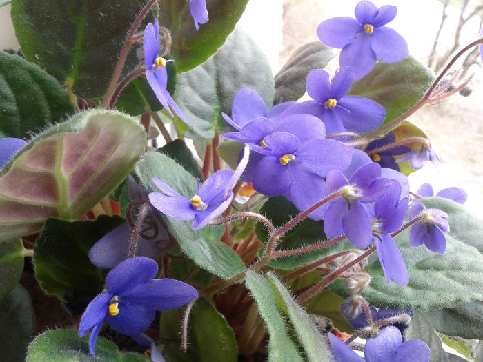 Saintpaulia ionantha - Violete africane