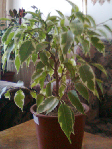 ficus benjamin verde cu alb - 003-1 Ficusi