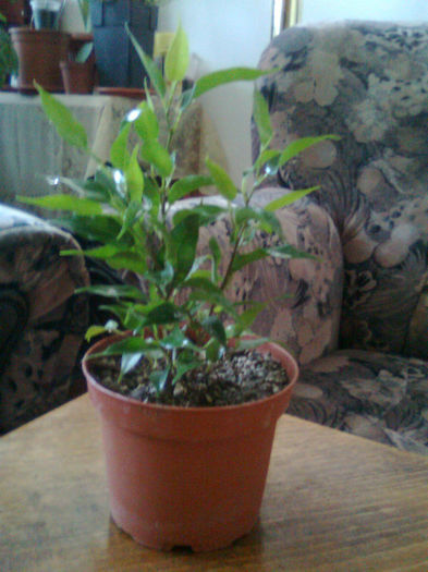 ficus benjamin verde(Natasa)