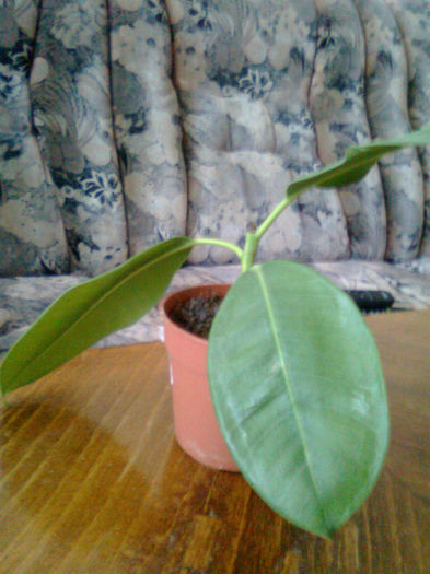 ficus elastica; a murit
