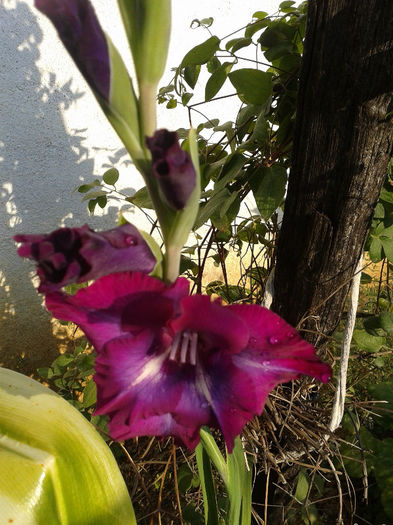 Fotografie-0021 - iulie 2013