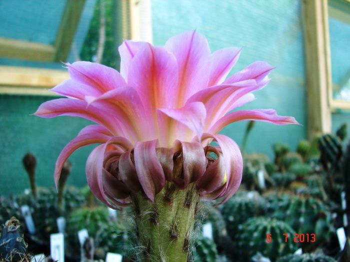 DSC01460 - 2013 Iulie