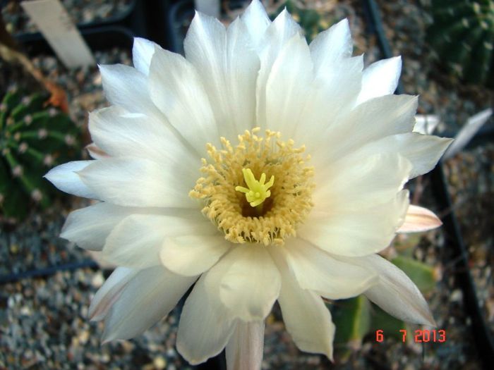 DSC01462 - 2013 Iulie