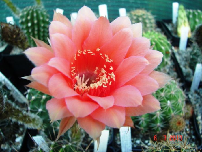 DSC01466 - 2013 Iulie