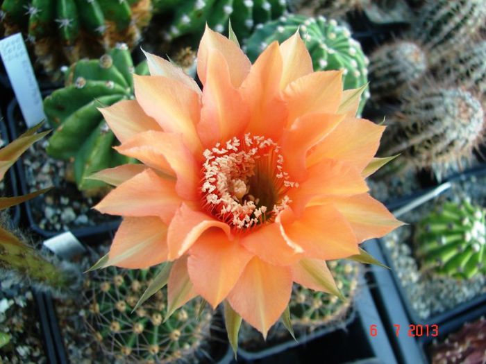 DSC01472 - 2013 Iulie