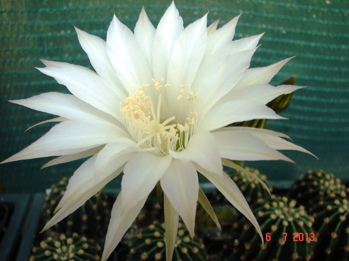 DSC01474 - 2013 Iulie