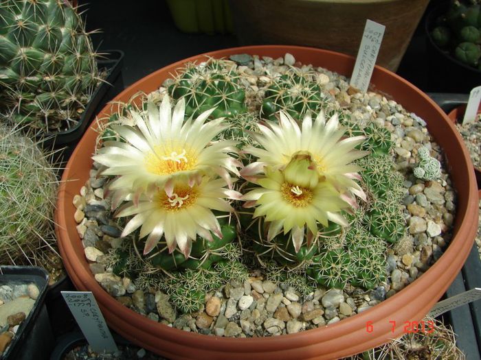 DSC01481 - 2013 Iulie