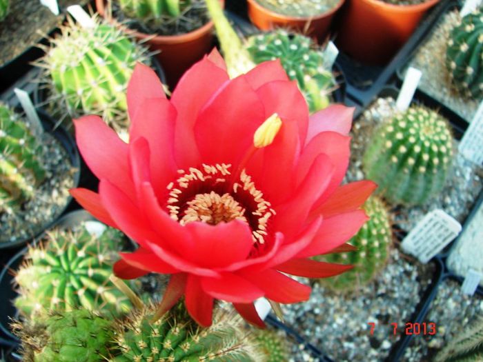 DSC01496 - 2013 Iulie