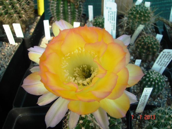 DSC01503 - 2013 Iulie