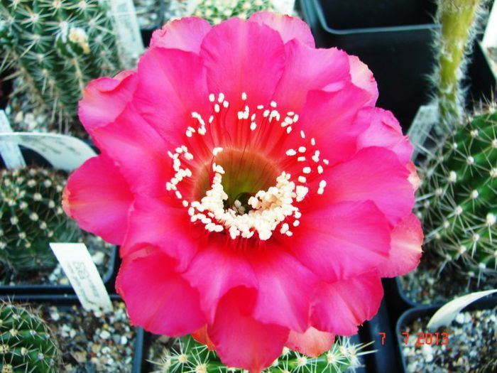 DSC01505 - 2013 Iulie