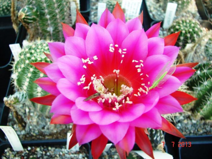 DSC01511 - 2013 Iulie