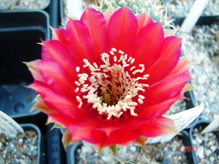 DSC01513 - 2013 Iulie