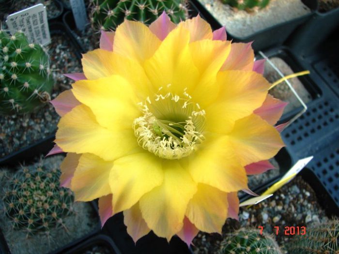 DSC01517 - 2013 Iulie