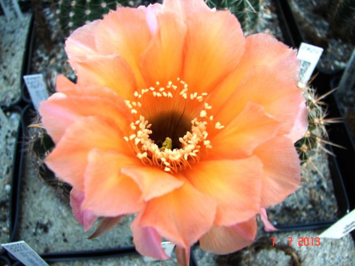 DSC01526 - 2013 Iulie