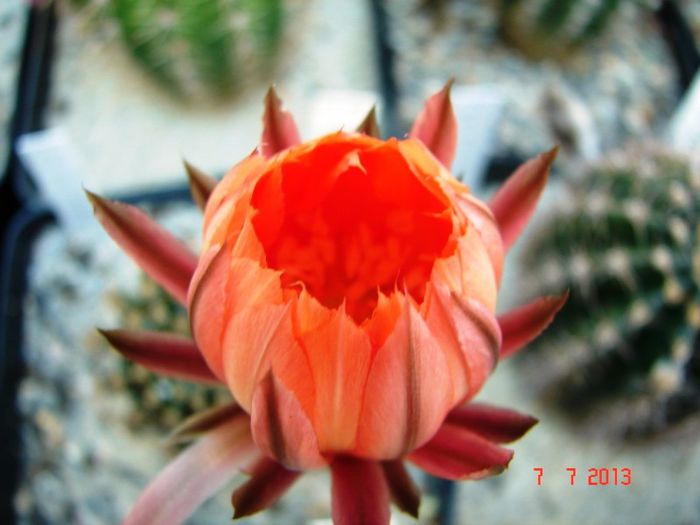 DSC01528 - 2013 Iulie